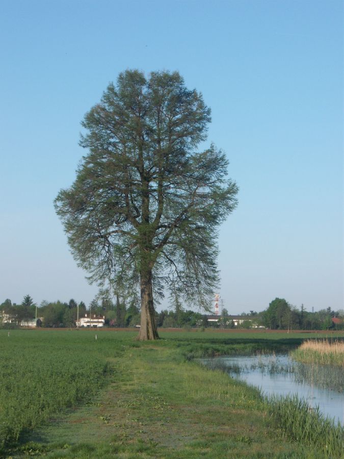 ALBERO SOLITARO